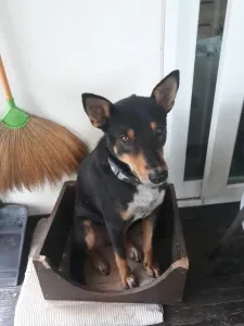 Rambo*
