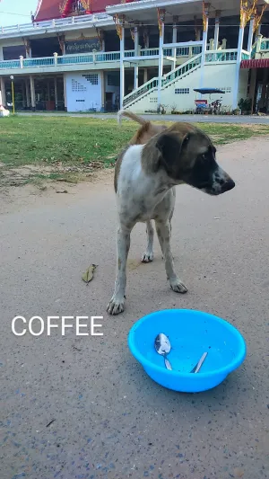 Coffee