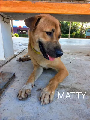 Matty