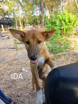 Ida/Sara/Skye