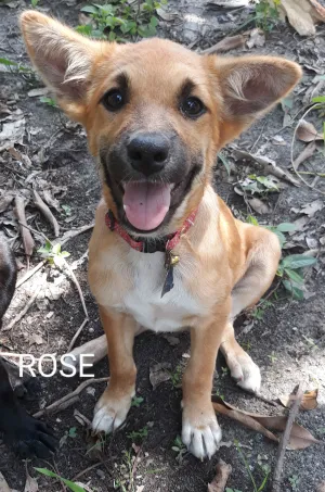 Rose