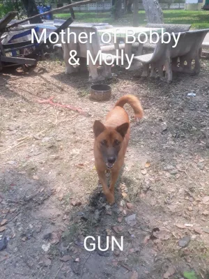 Gun
