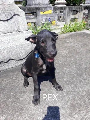 Rex
