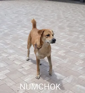 Numchok