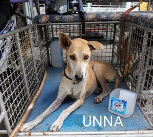 Unna
