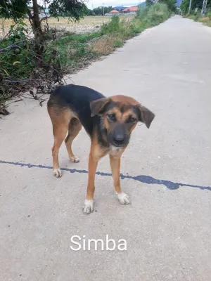 Simba