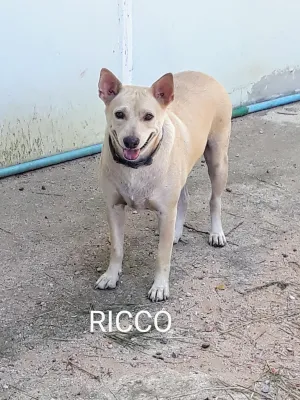 Ricco