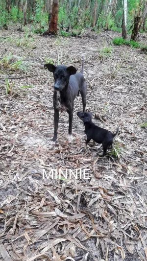 Minnie