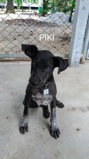Piki