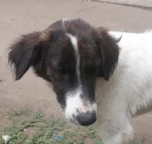 Cooper