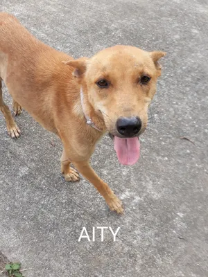 Aity
