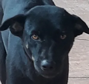 Jasper black short hair