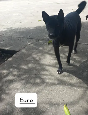 Euro