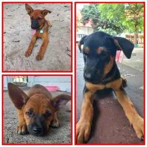 Bibi,Peppy,Ruby