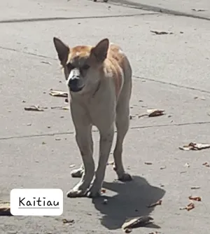 KaiTiau