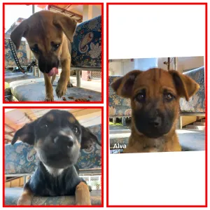 Alva/Stella/Cloe