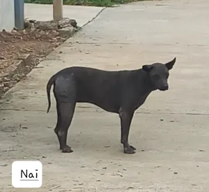 Nai