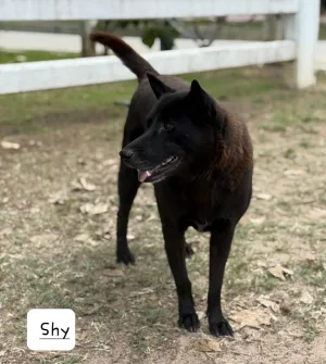 Shy